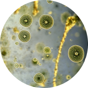 Chlor i pestycydy infografika