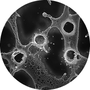 Metale ciężkie infografika