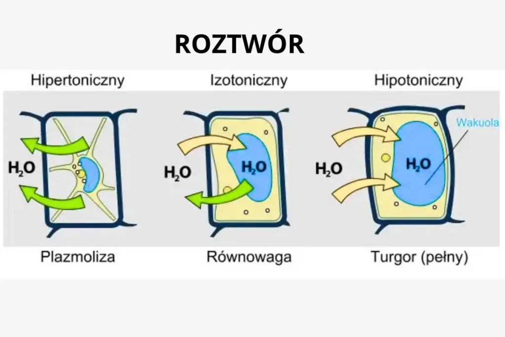 Zjawisko osmozy zachodzące w roślinach. Źródło: Mariana Ruiz Villarreal dla Wikimedia Commons 